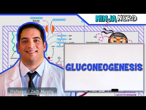 Metabolism | Gluconeogenesis
