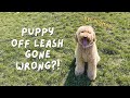 Weekend Adventure...Losing Our Dog? 😱 // Google Tour // Off Leash Training Experience // Puppy Vlog