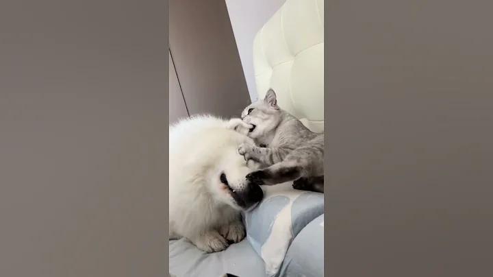 Watch the video about My Love Romantic Mood😻 #dog #dogshorts #catshorts #dogvideo #catvideo #doglover #catsanddogs #shorts