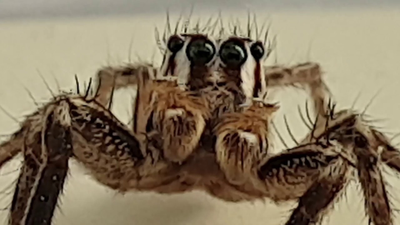 Jumping Spider 1cm - Salticidae - face closeup - how many eyes do I