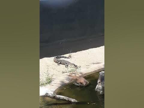American alligator kansas city zoo - YouTube