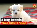 8 Dog Breeds that DON&#39;T Shed (4th One is Shocking)