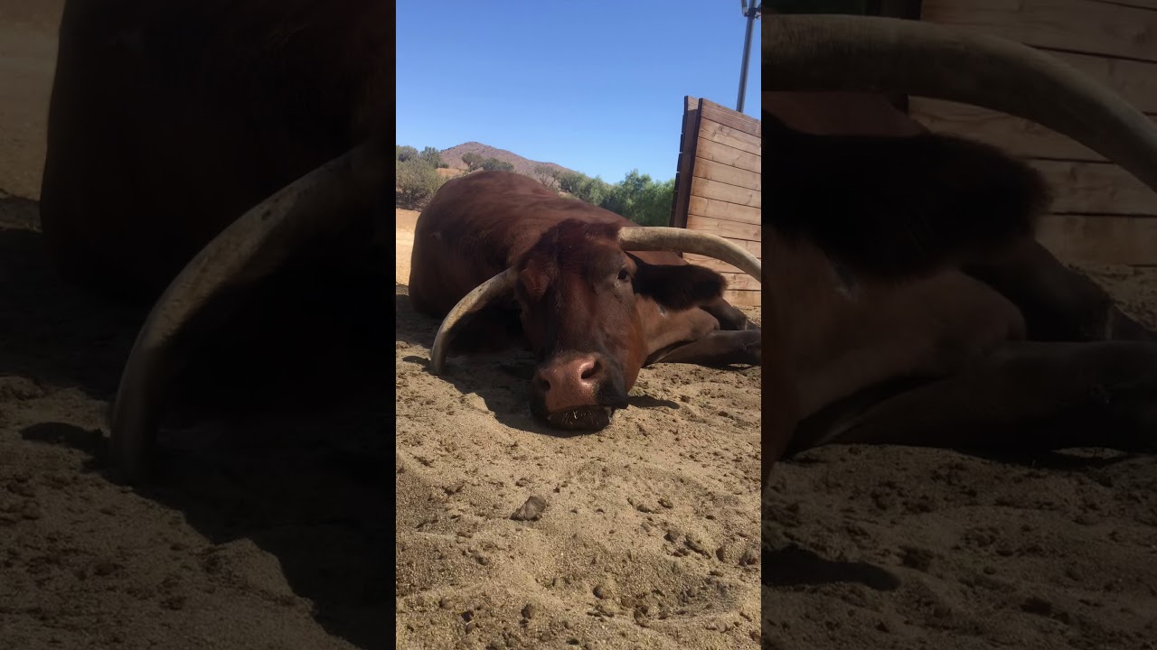 Cowboy enjoys a lazy day at Farm Sanctuary