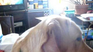 Tank 2. 02.12.AVI