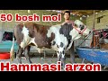Akbarshox ukamizdan yangi partiya sut emdi buzoqchalar g'unajinlar bo‘g‘ozlar ona bola sigirlar