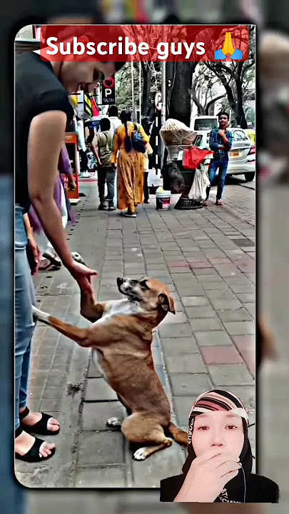 DOGGI MINTA KENALAN SAMA CEWEK CANTIK😁🤣#shorts #youtubeshorts #viralvideo #funny #dog