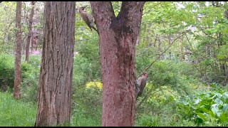 Northern Flickers Dance