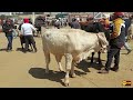 Mercado de ganadotoros y caballos  en el rancho las tablasborregos y gallospuro animal de raza