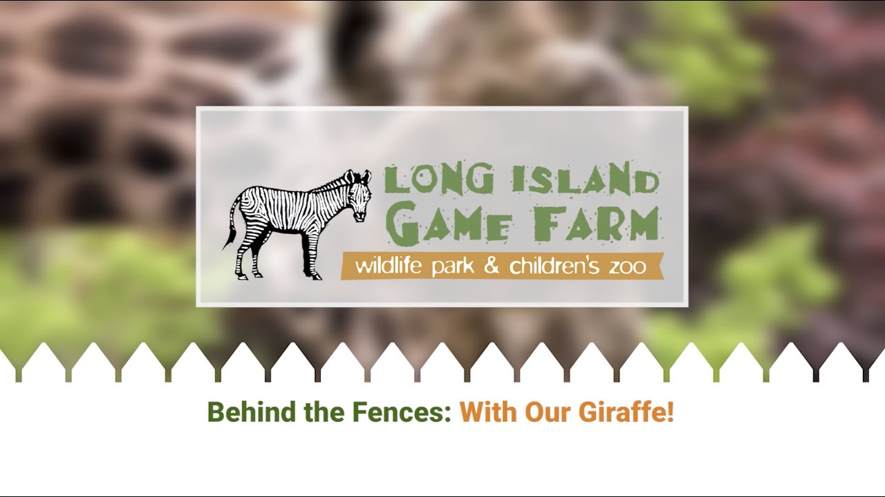 Behind the Fences: Clifford the Giraffe - YouTube
