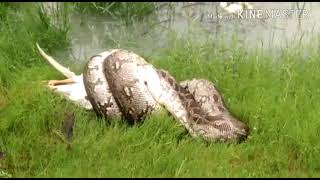 Huge python 🐍 Eats 🐣 Duck,,,
