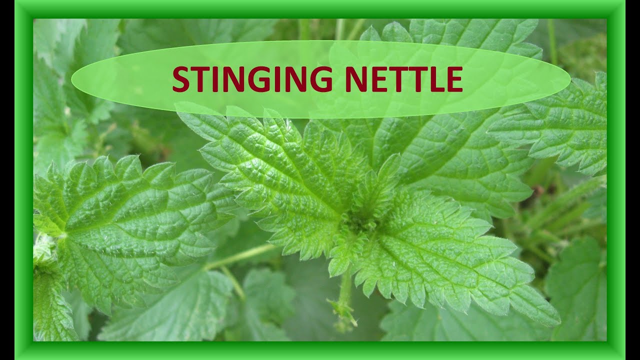 Urtica Dioica   Stinging Nettle Video