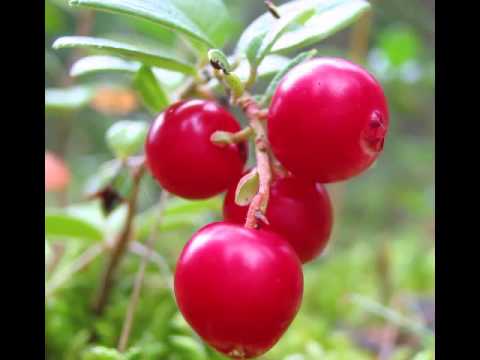 Health Benefits of Cowberry Fruit