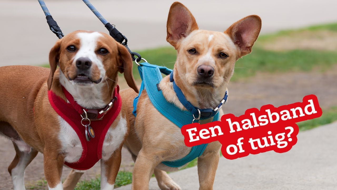 Ambient Bitterheid Formuleren Wat is beter: een halsband of een tuig? Pets Place geeft antwoord!