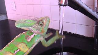 Chameleons and water