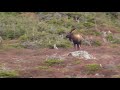 DADG MACDONALD OUTFITTERS TROPHY Newfoundland Moose Hunting