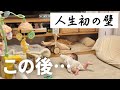 ズリバイ覚えるも…柴犬兄さんに届かず大の字に倒れ込む7ヶ月娘