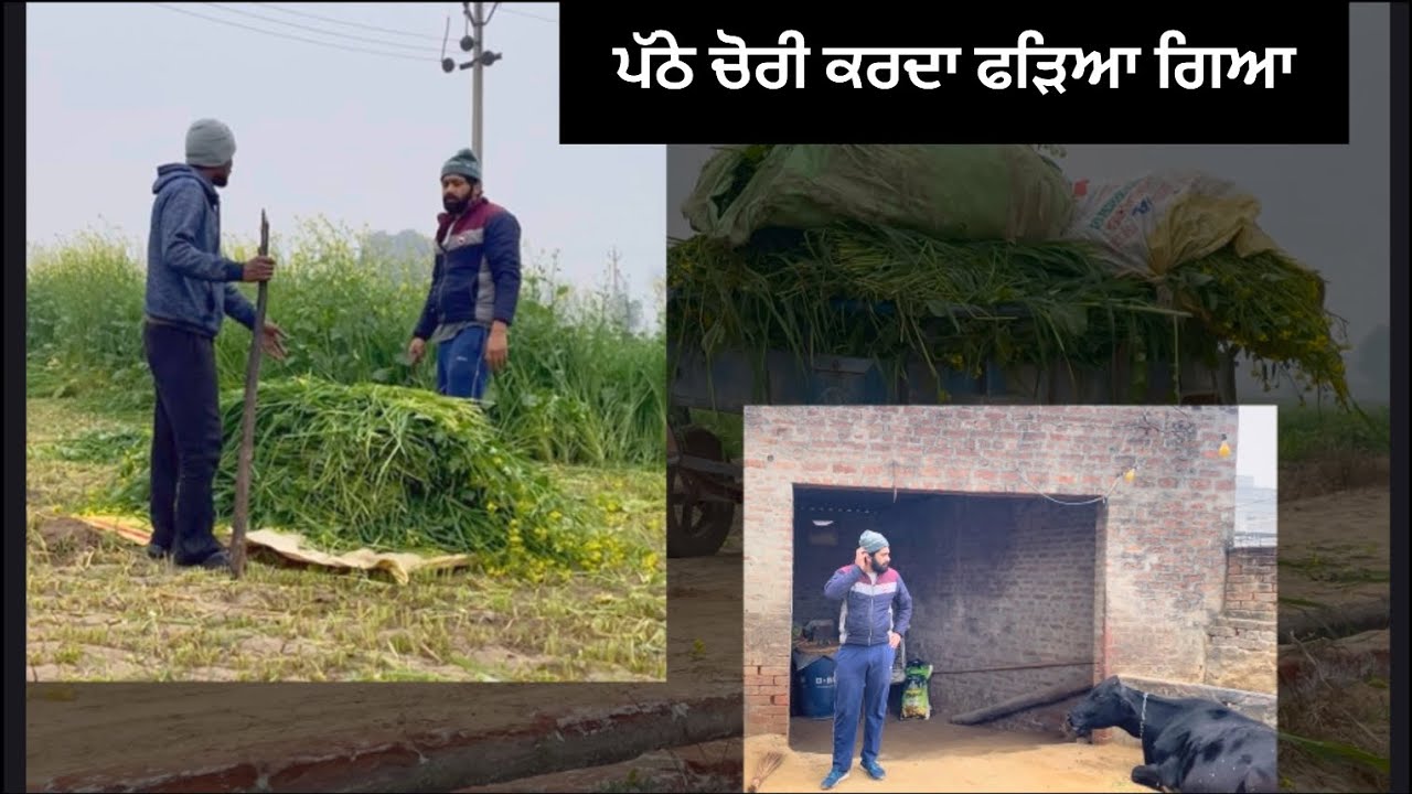 ਪੱਠੇ ਚੋਰੀ ਕਰਦਾ ਫੜਿਆ ਗਿਆ (  punjabi short video ) 