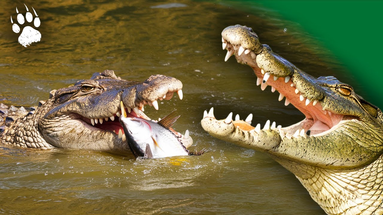 Нильский крокодил: Вечный ХИЩНИК ⎮ Наследник динозавров ⎮ Документальный фильм о животных - BF