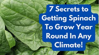 7 Secrets to getting spinach to grow year round in any  climate