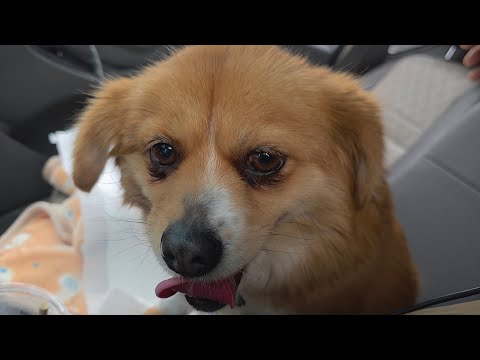 사동이를 데리고 병원에 다녀와서 견주님을 만났어요