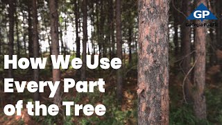 Sustainability Practices: Every Part of the Tree | Georgia-Pacific