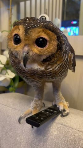 Bibib’s New TV #funnyvideo #animals #owl #funny #pets #cute #funnyanimal #cuteanimals #burunghantu