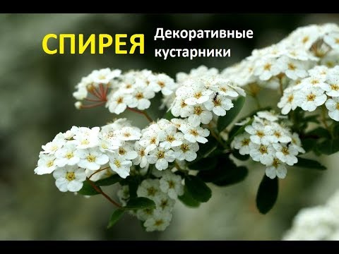 Спирея декоративный кустарник