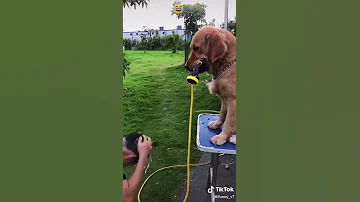 اضحك نكات كلاب تبول 