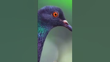 ADCOM 8X ZOOM MOBILE LENS 📱 for PHOTOGRAPHY 🔥💯 || WILDLIFE PHOTOGRAPHY || #pigeon #shorts #ytshorts