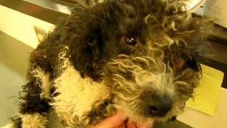 ADOPTED - Patches the 8 month old cockapoo needs home