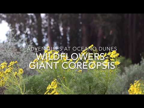 Native Wildflower: Giant Coreopsis