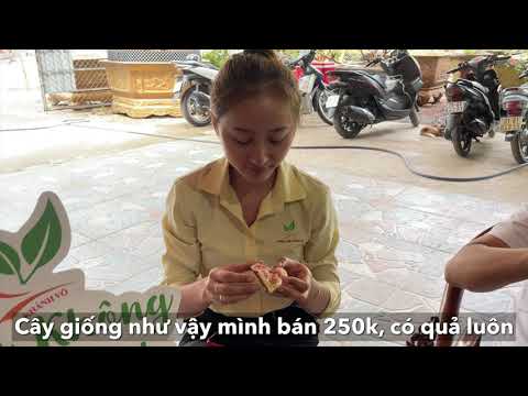 Video: Lựa Chọn Cây Trồng Cho Khu Vườn ở Nơi Râm Mát