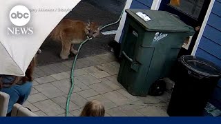 Family has encounter with cougar in backyard of home Resimi