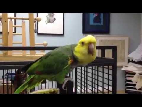 Bella, DYH Amazon parrot up for adoption Bella, DYH Amazon parrot up for adoption