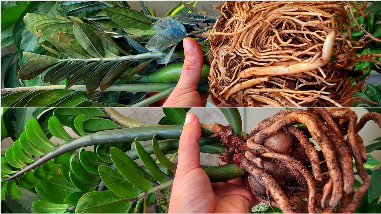 Бу гул умуман сарғаймайди, чиримайди, касал бўлмайди. Замиокулькасни фақат шундай парвариш қилинг.