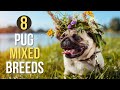 Discover 8 Adorable Pug Mix Breeds for Your Family