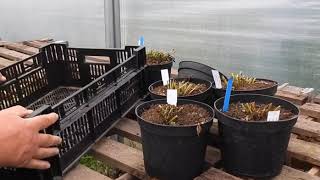 Storing Potted Dahlias for Winter