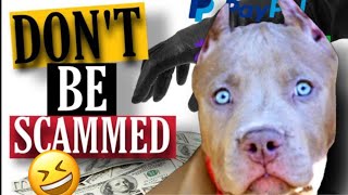Don't Be Scammed By A "Breeder"