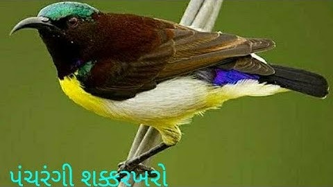 [10 best ] Birds images || bird picture image ||