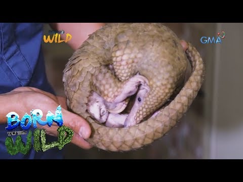Born to be Wild: Rescuing an endemic pangolin inside a residential bathroom