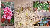 Elen S Adenium pluS