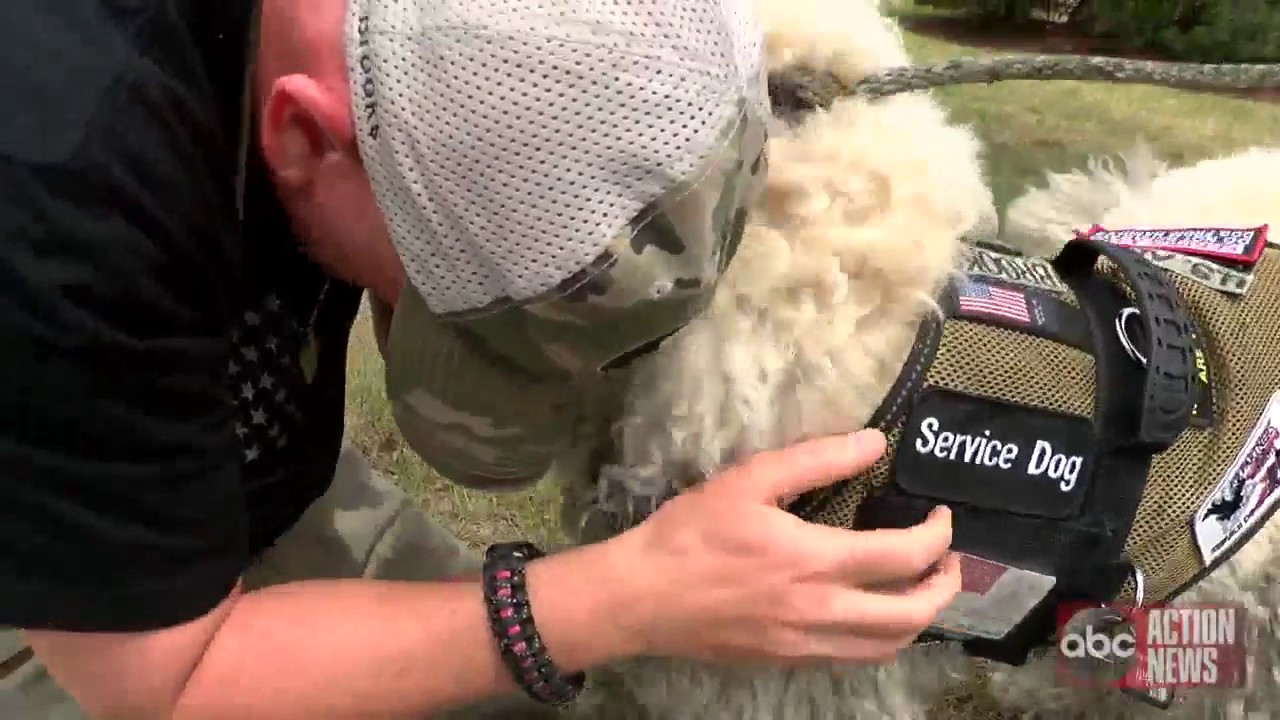 Missing service dog found safe in New Port Richey after search - YouTube