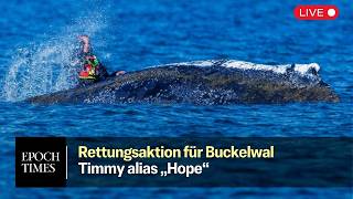 Rettungsaktion für Timmy-Hope: Wal liegt tiefer im Wasser - Niedrigwasser erschwert die Rettung
