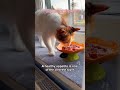 #cat #cuteanimal #catvideos #cutecat #pets #cutepet #catcute #cute #shorts