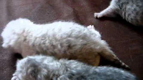Watch the video about Kitten exotic/persan silver/chinchilla