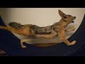 African jackal at full sprint!