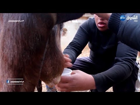 شاهد تيس يداوي بعض الأمراض في جديوية بغليزان مراسلون