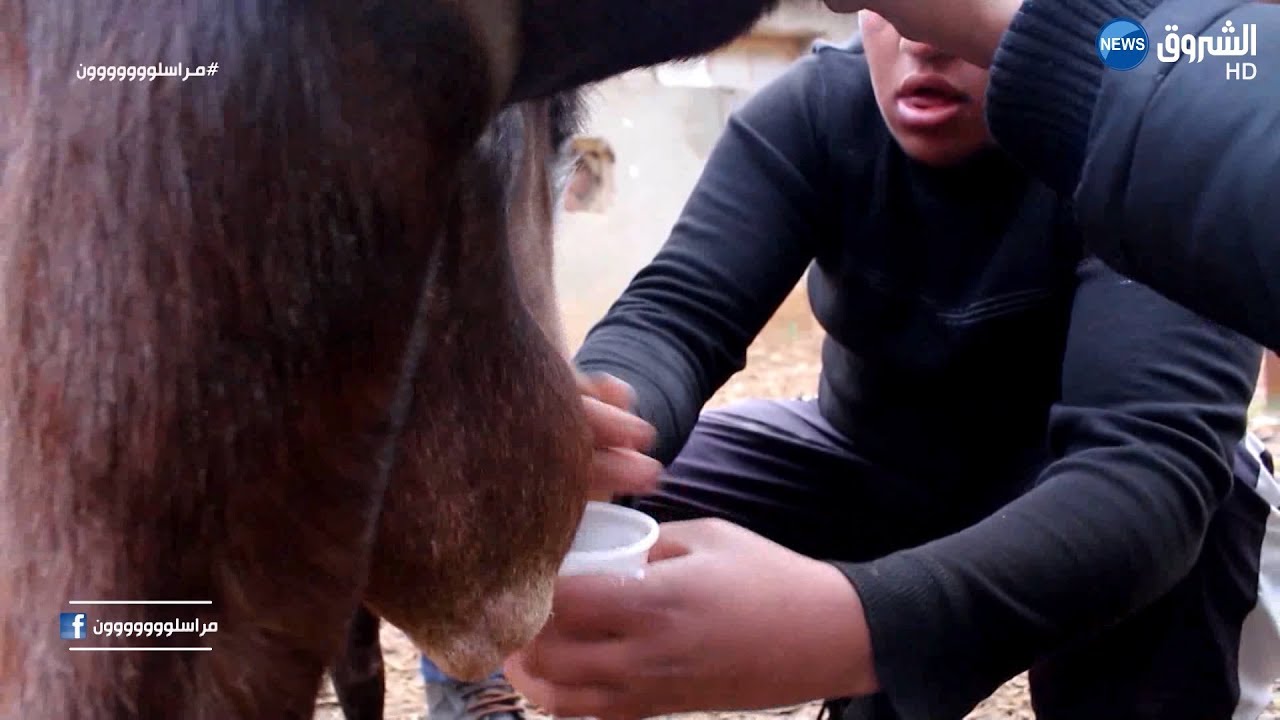 شاهد.. تيس يداوي بعض الأمراض في جديوية بغليزان| مراسلون