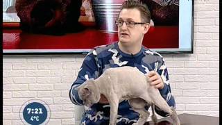 Советы ветеринара: профилактическая стрижка кошек