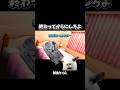 【猫ミーム】終わってからにしろよ